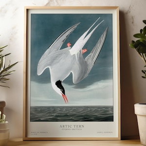 Gallery Bird Print, Vintage style prints, Bird Illustrations, Ornithology artwork, Bird artwork, Bird posters, wall art prints, Audubon art