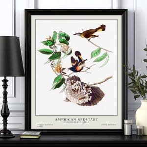 Audubon Bird prints, Vintage wall art, Museum Artwork, Botanical prints, Birds of America, Fine art, Ornithology Gift, Gift for dad, Artwork