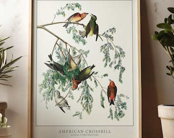 Audubon-vogelafdrukken, vintage illustratie, vogelkunst aan de muur, Birds of America, vintage decor, vintage prints kruisbekvogel, vintage natuur
