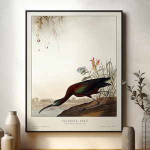 Einzigartige Geschenkidee, Audubon Vogel Drucke, Vintage Illustration, Vogel Wandkunst, Vögel von Amerika, Vintage Dekor, Audubon Vögel, Vintage Druck