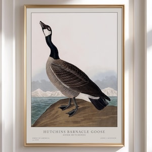 Goose Print, Bird wall art, Audubon posters, Vintage style wall decor, Bird artwork, Birdwatcher gift, Museum Print, Nature lover gift