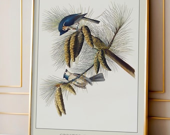 Stampe di uccelli Audubon, illustrazioni di uccelli, stampe di uccelli da parete, uccelli d'America, decorazioni vintage, poster di uccelli, ornitologia, regali unici, poster di uccelli