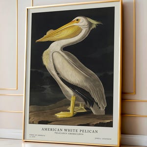 White Pelican Print, Audubon Bird Prints, Vintage Illustration, Bird wall art, Birds of America, Vintage Decor, Audubon Birds, Vintage Print