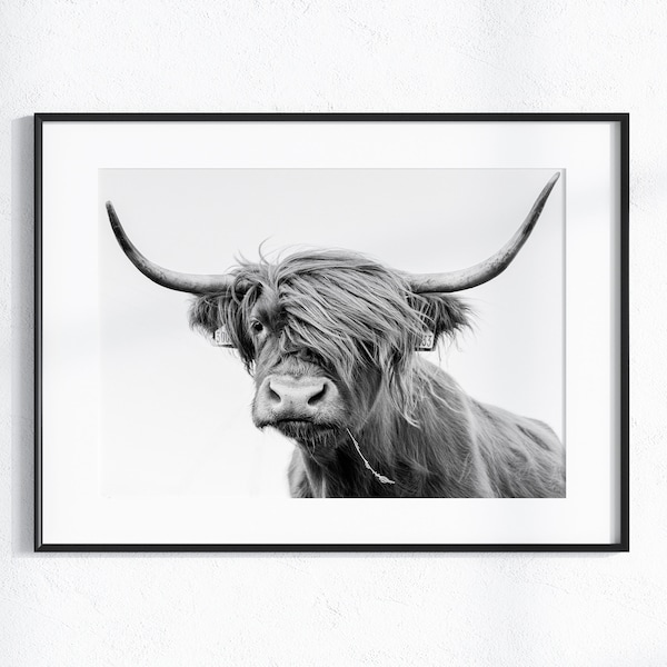 Highland Cow Print Black and White Etsy UK