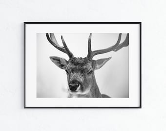 Majestic Stag Print. Deer Print, Poster, Animal wall art, Nature poster, Antlers, Stag, Deer, Wildlife, Landscape