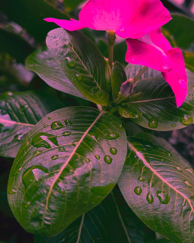 Flowers Downtown Kansas City at Love blog