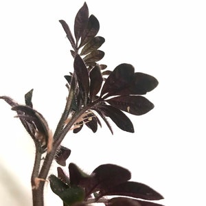 Solanum Uleanum