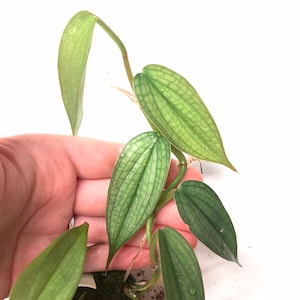 May include: Close-up of a Philodendron plant with green, textured leaves. The leaves have a distinct pattern of veins and are held by a hand against a white background. The plant appears to be a cutting, with visible roots.
