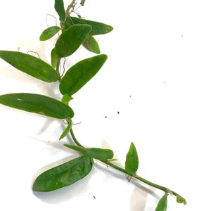 Ficus sp. Borneo Vining Plant Cutting