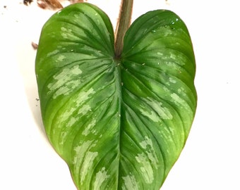 Philodendron Mamei One Node Cuttings