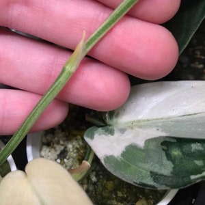 May include: A close-up of a green plant stem with a new growth at the tip. The stem has a light green stripe running down its length.