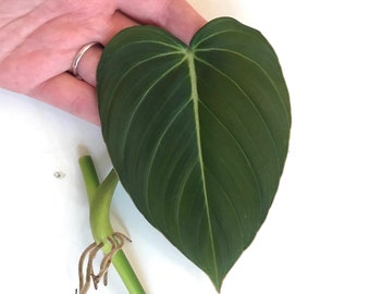 Philodendron Glorious one leaf (one node) cutting