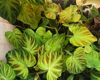 Philodendron Verrucosum "incensi" - Etsy