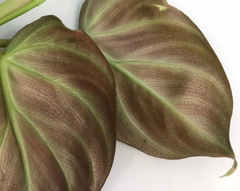Philodendron Verrucosum Dark Form Starter Plant (ALL STARTER PLANTS Require  You to Purchase 2 Plants!) - Etsy