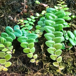Marcgravia Umbellata