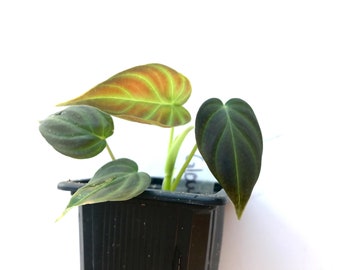 Verrucosum sp. ‘Glow’ Philodendron small rooted starter plant