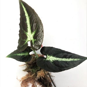 Syngonium Rayii Small Rooted Plant