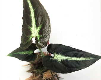 Syngonium Rayii Small Rooted Plant