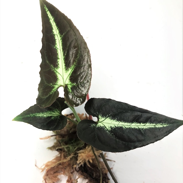Syngonium Rayii Small Rooted Plant