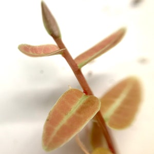 Marcgravia Umbellata &#39;Red&#39;