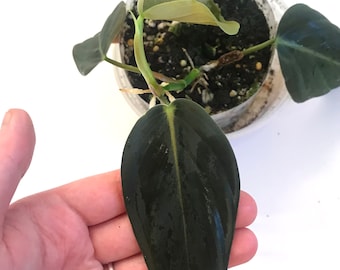 Philodendron Gigas small rooted plant