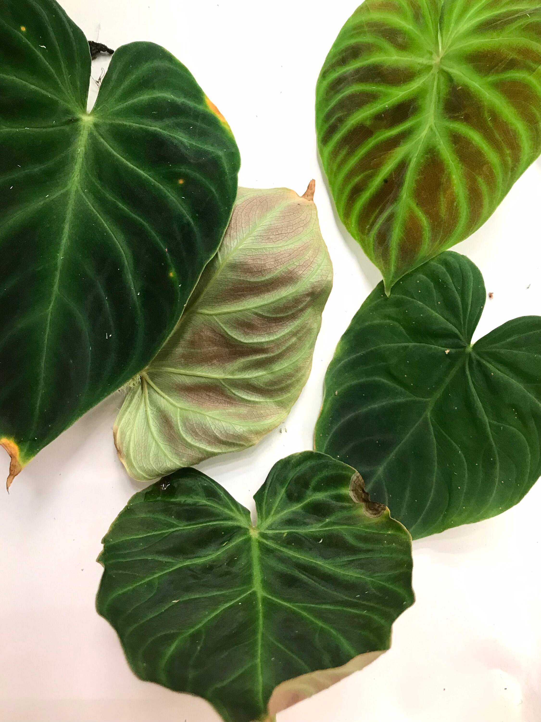 Buy Verrucosum Sp. 'dark' Small Philodendron One Leaf Cutting Online in  India - Etsy