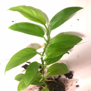 Philodendron Pteromischum Sp. Ecuador Small Rooted Plant - Etsy