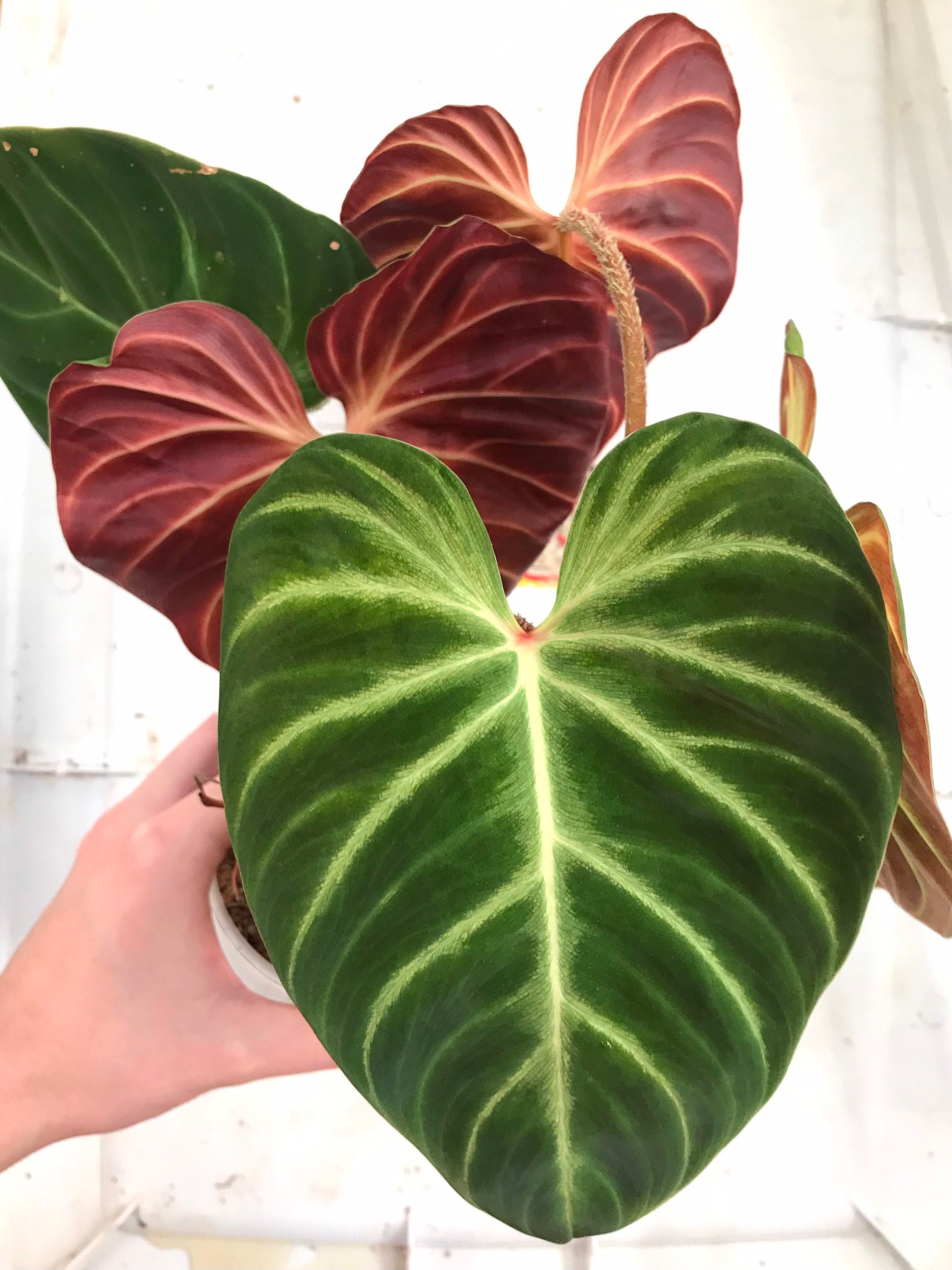 Philodendron Verrucosum Amazon Sunset (Scarlet) One Node Cutting - Etsy.de