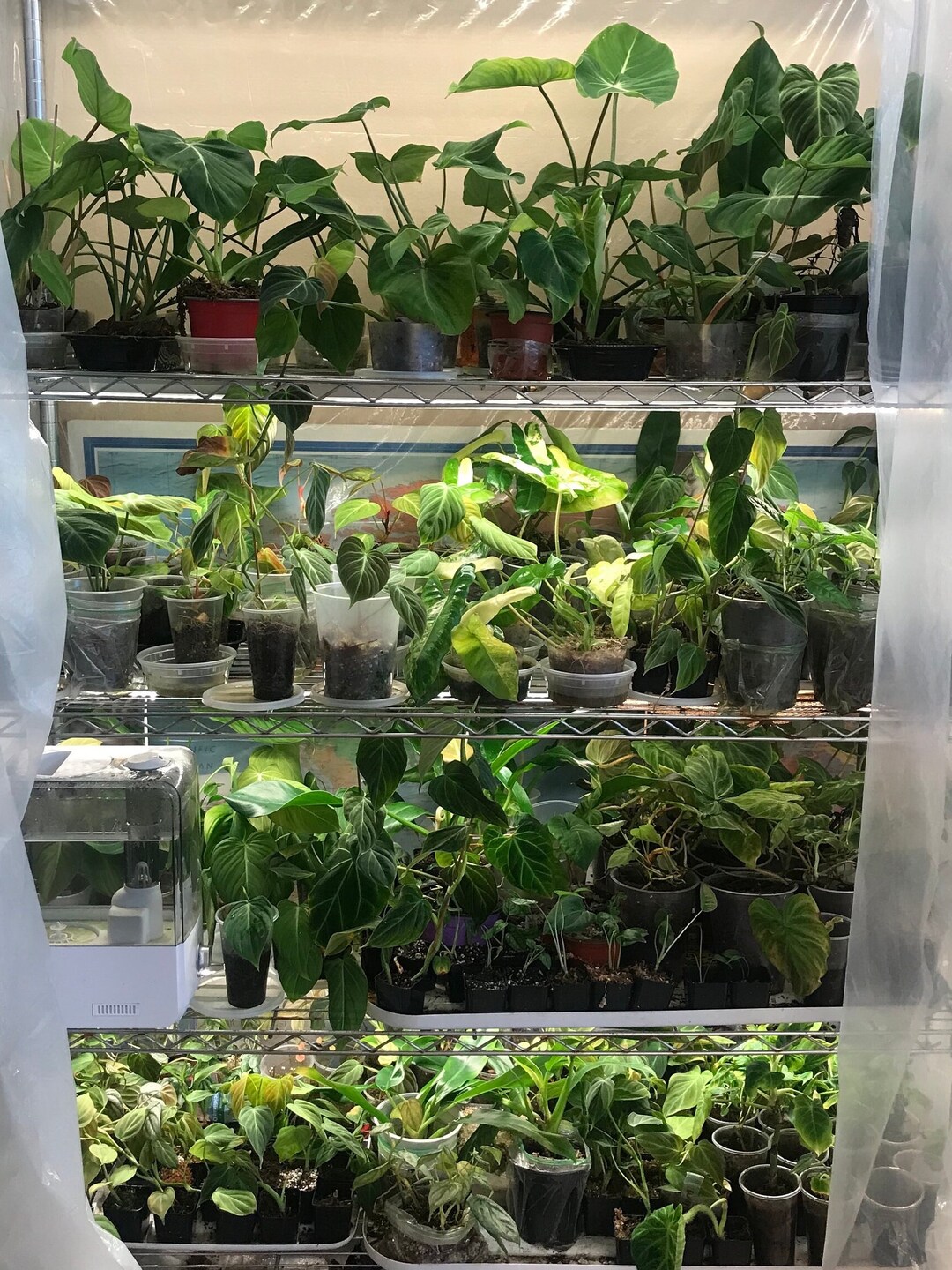 5 Tropical House Plants or Vivarium Plants. Overstock or