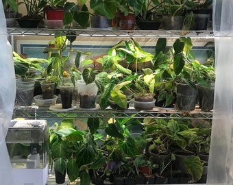 5 uncommon tropical house plants or vivarium plants. Overstock or damaged plants.
