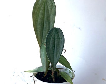 Philodendron Burle Marx Fantasy Small rooted plant