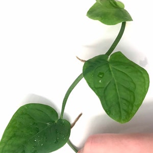 May include: Close-up of a green plant stem with three heart-shaped leaves. The leaves have water droplets on them. The plant is against a white background. A hand is holding the stem.