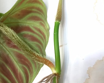 brown leaves philodendron Philodendron Red Brown main image 1
