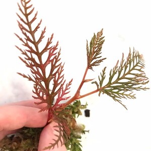 Begonia Bipinnatifida Rooted Plant image 2