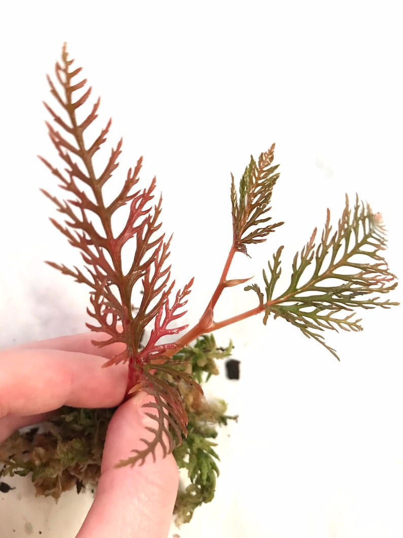 Begonia Bipinnatifida Rooted Plant image 2