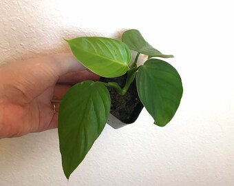 Philodendron Melanoneuron aff Seedling