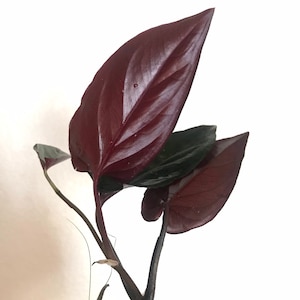 Syngonium Erythrophyllum 'llano carti road' black rooted starter plant