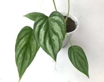 Philodendron Mamei Rooted Plant