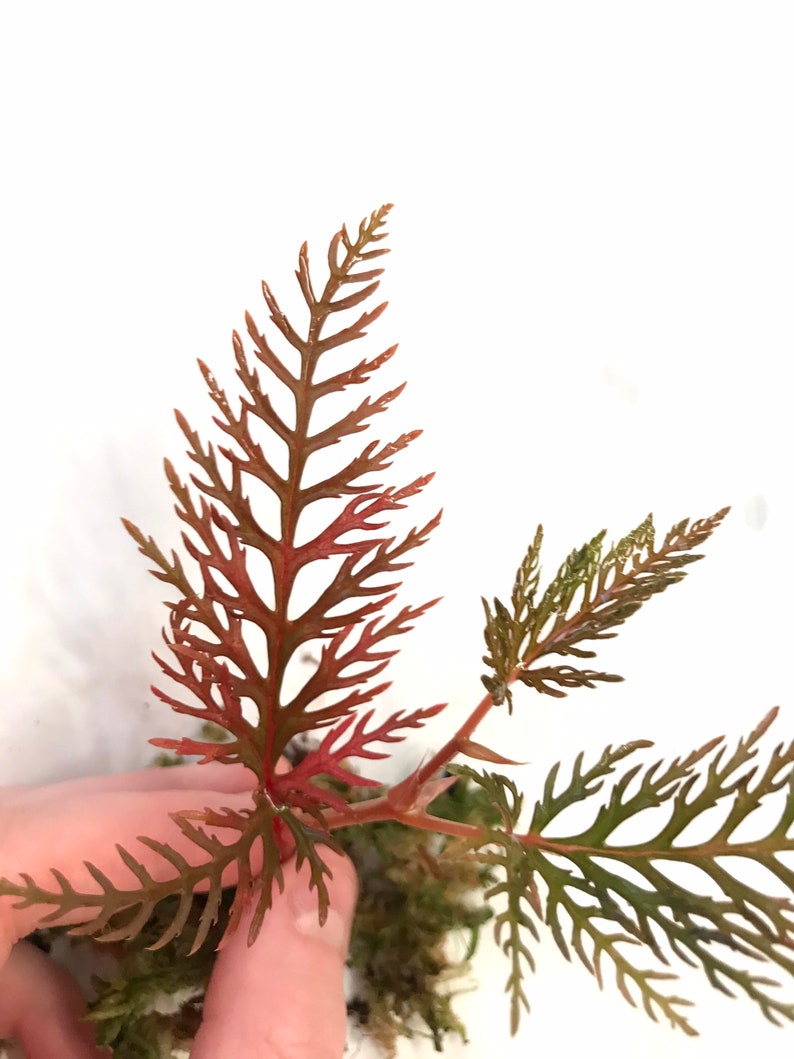 Begonia Bipinnatifida Rooted Plant image 1