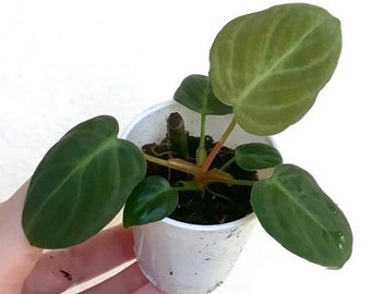 Philodendron El Choco Red rooted starter plant
