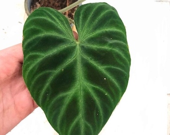 Philodendron Pteromischum Sp 'costa Rica' Small Rooted Plant - Etsy