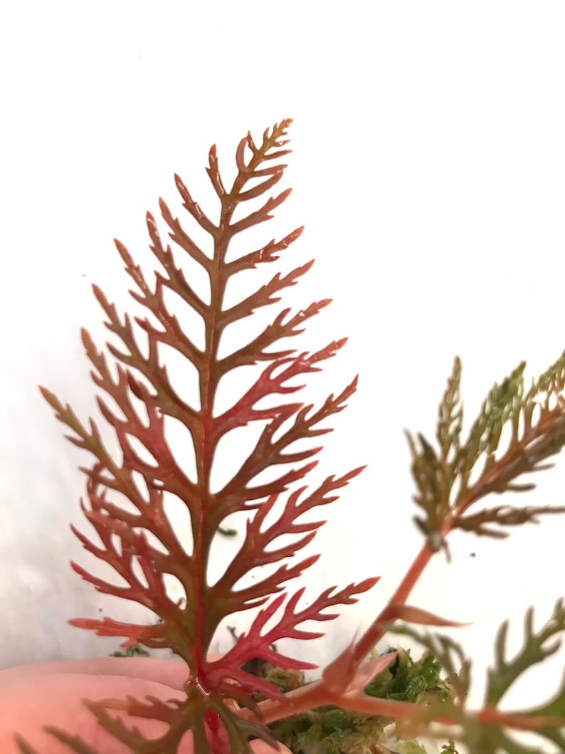 Begonia Bipinnatifida Rooted Plant image 3