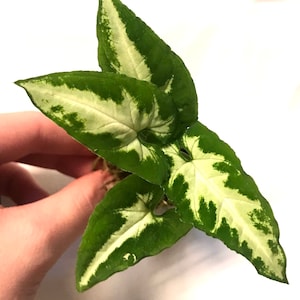 Syngonium Wendlandii Small Rooted Plant