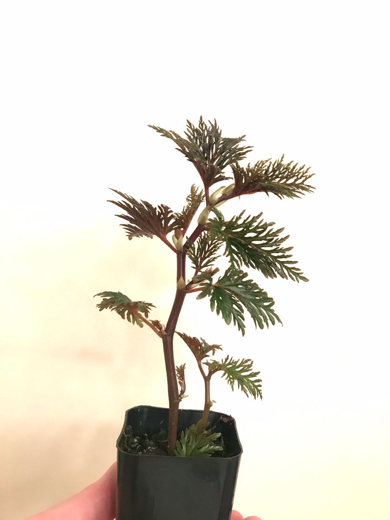 Begonia Bipinnatifida Rooted Plant image 8