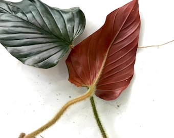 Philodendron Squamicaule Blood One node cutting
