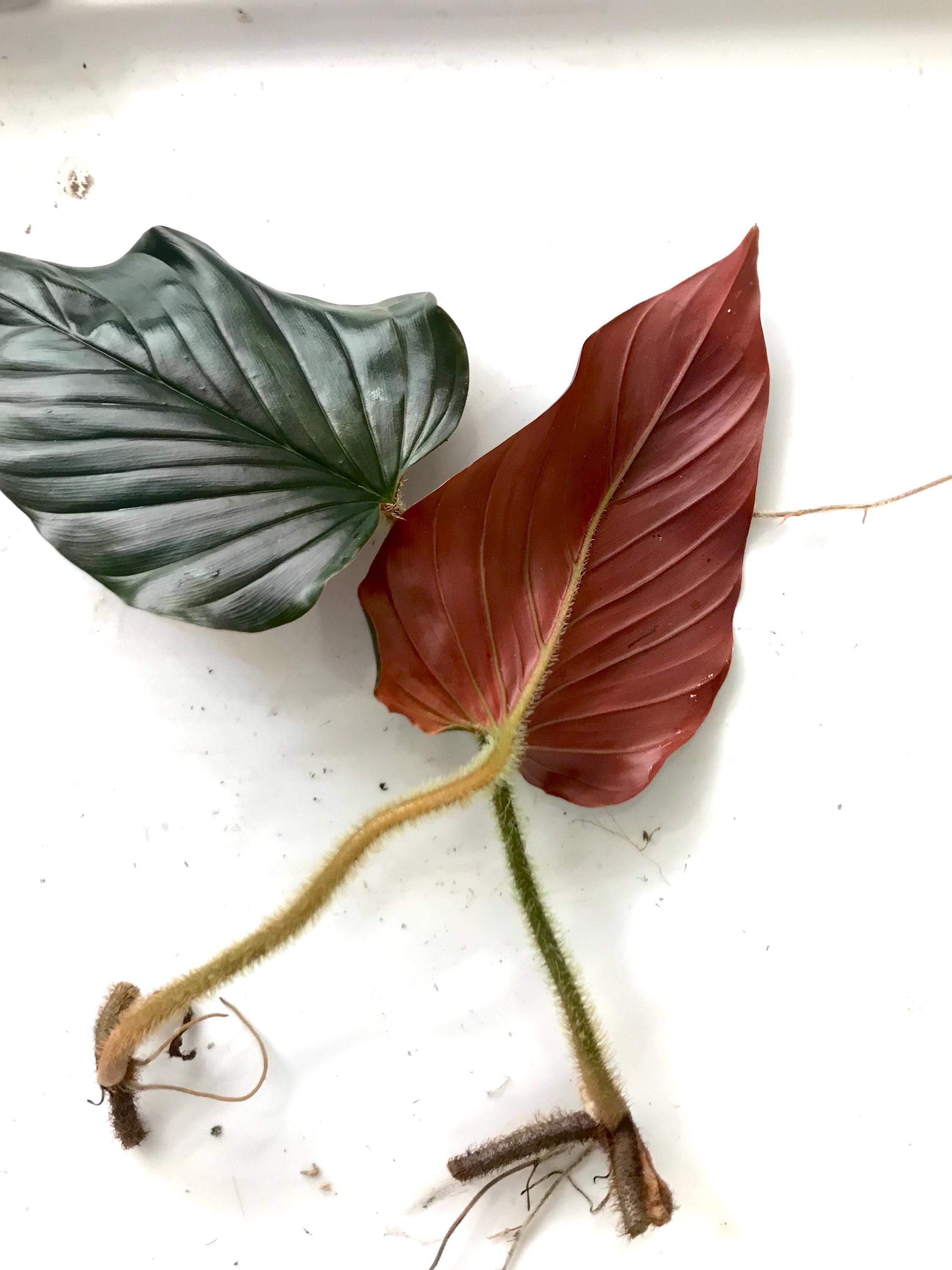 Philodendron Squamicaule Blood One Node Cutting - Etsy