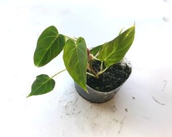 Philodendron Verrucosum “red” small rooted plant