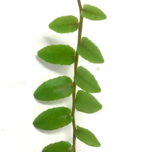 Marcgravia Rectiflora