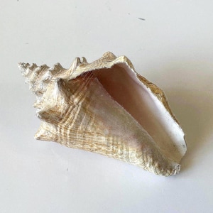 CONCH SEASHELL: Natural Marine Life Artifact, Fish Tank or Terrarium Decor
