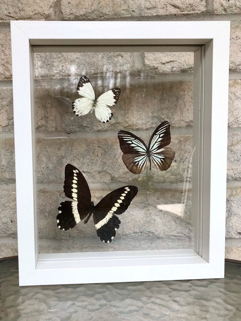 8x10 Butterfly Float Frame - Etsy